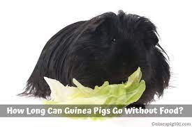 How Long Can Guinea Pigs Go Without Food Hay Veggies Pellets Guinea Pig 101