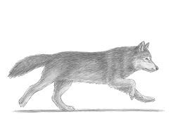 How To Draw A Jackal Video Step By Step Pictures I enjoy drawing fanart and designing new characters c how to draw a jackal video step by
