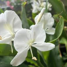 Image result for Helichrysum moggii