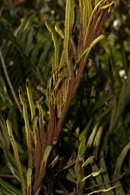 Image result for Blechnum tabulare
