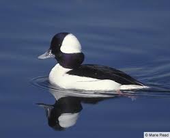 Black And White Duck Species Bufflehead C Marie Read Bird Species Wild Birds Pet Birds