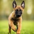 Belgian Malinois Puppies for Sale from Reputable Dog Breeders