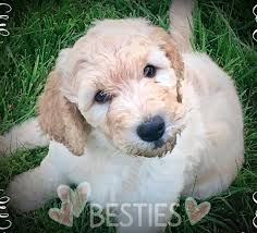 Call today for available goldendoodle puppies for sale. 1 200 Goldendoodle Puppies For Sale Greensboro Nc Shoppok