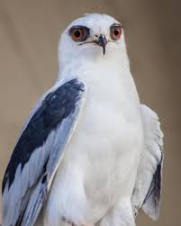 Black Bird With Long Tail Feathers In Texas White Tailed Kite Bird Of Prey Photography By Cosmoscoolsupplies 20 00 Birds Of Prey Birds Prey