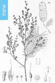 Image result for Acacia abyssinica