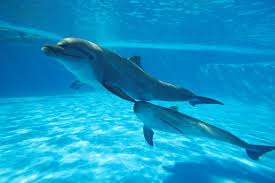 This is the best way to practice your concept of history and improve. 69 Dolphin Facts That Will Amaze You Factretriever