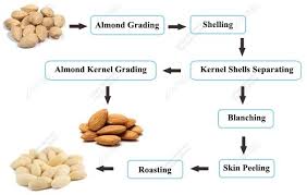 Almond Shelling Processing Steps In Factory