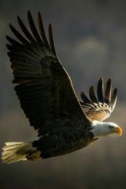 Thumbs up if you like this v. Aguilas Y Arcones Vogel Vleugels Vogels Amerikaanse Zeearend