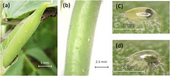 Image result for Cyperus breviradius