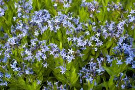 Image result for Tabernaemontana odoratissima