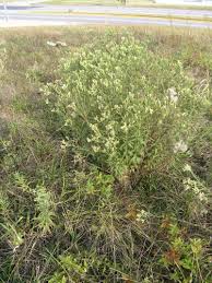 Image result for Oreophyton falcatum