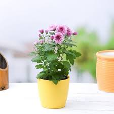 Image result for Aframomum mala