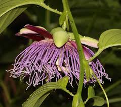 Image result for Passiflora quadrangularis