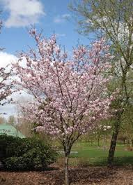 This tree is notable for its delicate blossoms, which attract bees, making it a great choice. 12 Ornamental Trees For Zone 4 Ideas In 2021 Ornamental Trees Small Trees Landscape