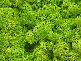 It's actually a seaweed that grows in the waters of the atlantic ocean. Growing And Transplanting Moss Plants How To Propagate Moss