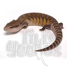 The leachianus gecko is the largest known living gecko measuring anywhere from 8 to 17 inches in length (depending on the type). Tikisgeckos Specializing In Breeding High End New Caledonian Geckos