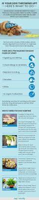 Best Home Remedies For Dog Vomiting Dogs Naturally Dog Throwing Up Throwing Up Dog Remedies