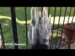 It is i think correctly labelled, but very atypical. My Snow Prickly Pear Opuntia Cactus Youtube