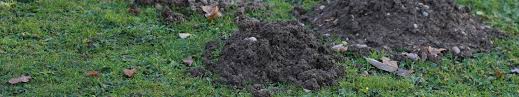 A small radio turned on in the garden can also work in some cases. How To Deter Moles Garden World
