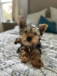 Image result for yorkshire haircut