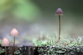 Hallucinogens and dissociative drugs research report. What S The Difference Between Psychedelic Mushrooms Peyote