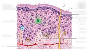 Autologous transgenic epidermal stem cell cultures are used to reconstitute almost the entire epidermis of a patient with severe location and clonal analysis of stem cells and their differentiated progeny in the human ocular surface. Bi 231 Lab 3 4 Quiz Strata Cell Types Of Epidermis Diagram Quizlet