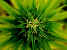 2 knee wall caps, 1 1/2 x 3 1/2 x 120″. Cooling Cannabis Greenhouses Wet Wall Pad And Fan V High Pressure Fog
