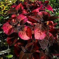 Image result for Coleus buchananii