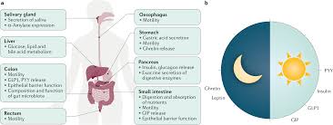 Parallelism answer key savvas realise. Circadian Clocks In The Digestive System Nature Reviews Gastroenterology Hepatology