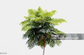 Image result for Schizolobium parahyba