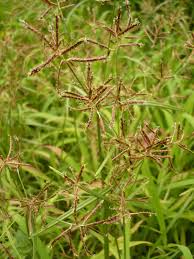 Image result for Cyperus sp.no.3