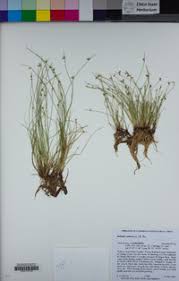 Image result for Isolepis setacea