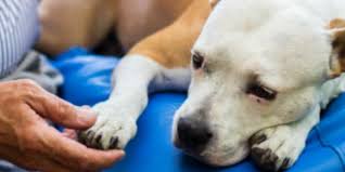 We did not find results for: What Veterinarians Wish You Knew Before Euthanizing Your Pet Union Lake Veterinary Hospital