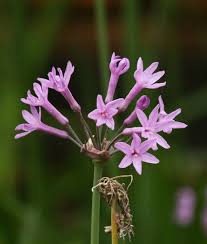 Image result for Tulbaghia cameronii