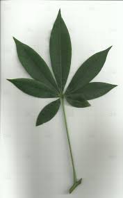 Image result for Ceiba pentandra