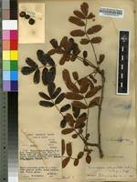 Image result for Commiphora pedunculata