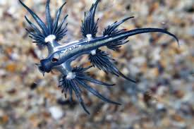 Blue dragon is a stinging sea slug that feeds on the portuguese man o' war : Glaucus Atlanticus Sydneydives