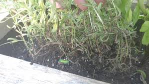 Maybe you would like to learn more about one of these? Why Is My Lavender Dying Gardening