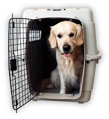 Iata therefore continues to endorse recommendations not to sedate or tranquilize pets or other animals in transit specifically for the purposes of potentially preventing panic attacks or destructive behavior. We Have An Experienced Team Of British Qualified Vets And Nurses Signifying A Very High Level Of Expertise British Veterinary Hospital