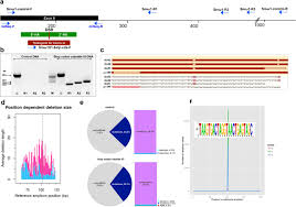 Programmed Genome Editing Of The Omega 1 Ribonuclease Of The
