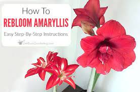 How To Rebloom Your Amaryllis Plants In 2021 Amaryllis Bulbs Amaryllis Plant Amaryllis
