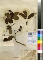 Image result for Olinia rochetiana