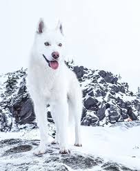 It's head is triangular shaped with erect ears. White Husky Siberianhusky White Husky Siberian Husky Husky Dogs