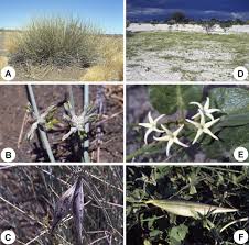 Image result for Orthanthera