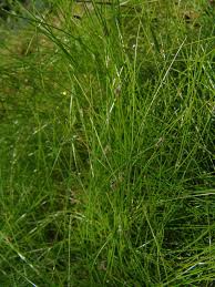 Image result for Isolepis costata