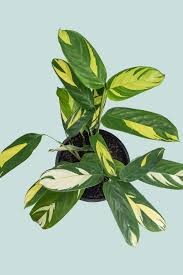 Image result for Ctenanthe marantifolia