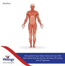 The foot contains 26 bones, 31 joints, and 20 intrinsic muscles (small muscles in the foot). Feetfact Did You Know That 1 4th Part Of The Bones In Your Body Are Situated In Your Feet Body Bones Body Feet