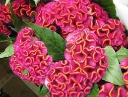 Pin On Cockscomb Celosia