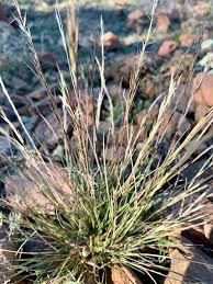 Image result for Aristida canescens