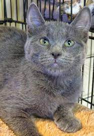 Adopt 7 570 Quigley On Petfinder Animal Shelter Cats Cute Cats